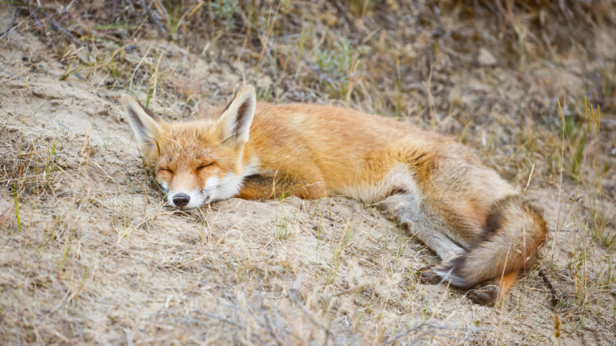 Kad je umiljata, tad je najopasnija - kako prepoznati besnu lisicu?