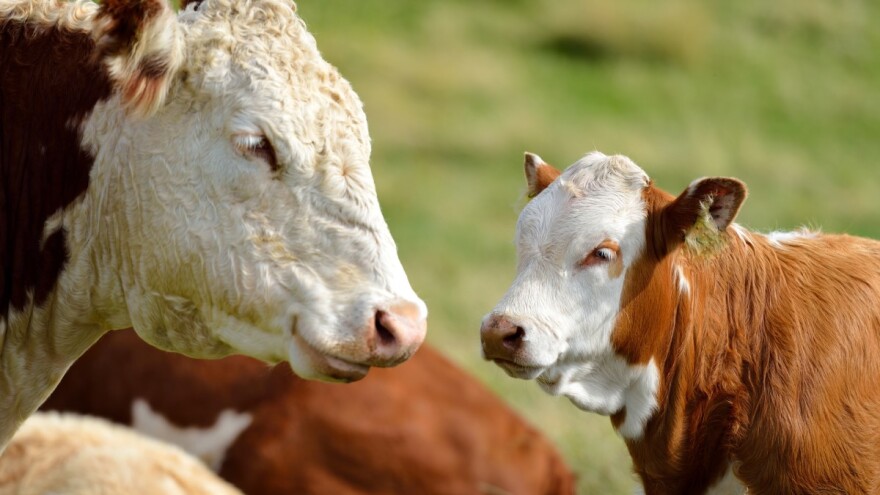 OBŽ i Zaba osigurali povoljnije kredite za proljetnu sjetvu i stočarsku proizvodnju