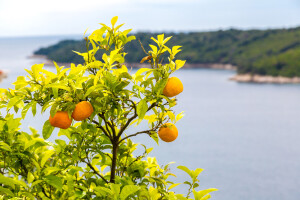 Stabla izgledaju loše, ugrožena proizvodnja neretvanske mandarine?