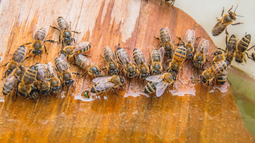 Jul u pčelinjaku: Voda i pčelama život znači