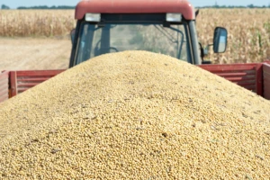 Rast cene soje na Produktnoj berzi - do 51,5 dinara za kilogram