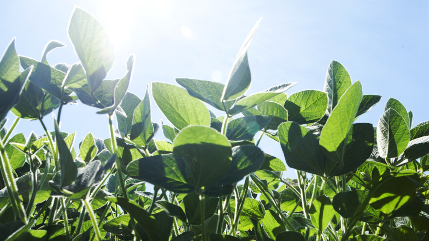 Soja u uslovima navodnjavanja daje siguran prinos - koje su kritične faze?