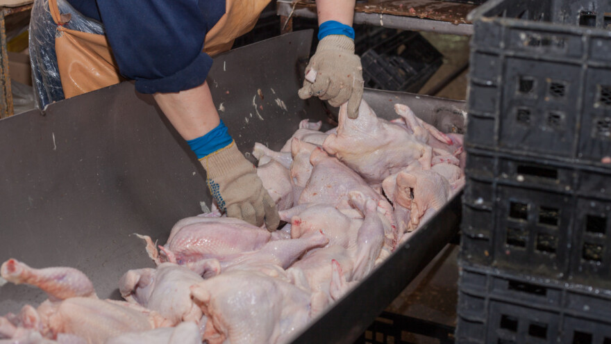 Cijena pilećih trupova i do 20 posto viša u odnosu na one s početka godine, a jaja?