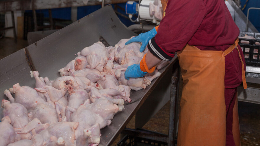 Uzgajivači živine u Francuskoj na kolenima: Ugrožava ih ptičji grip i ukrajinska piletina