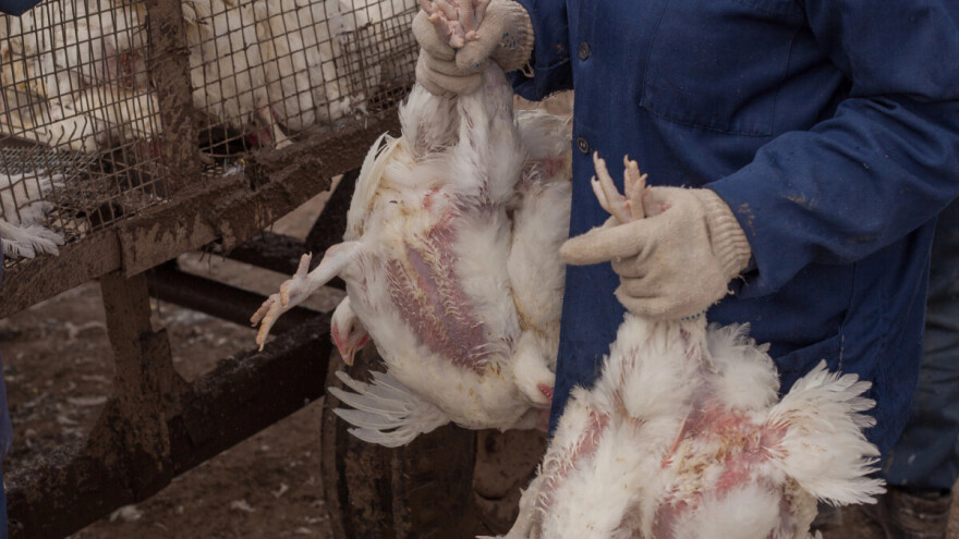 Ptičja gripa se širi: Susjedi u opasnoj zoni