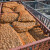 Pala pošiljka od 27 tona egipatskog krompira