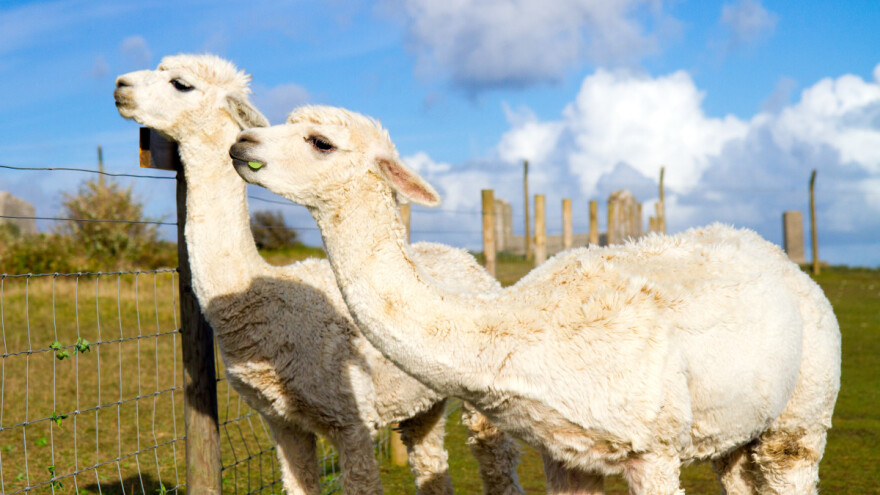 Alpake: Sve više evropskih farmi uzgaja ovu nezahtevnu, a korisnu životinju