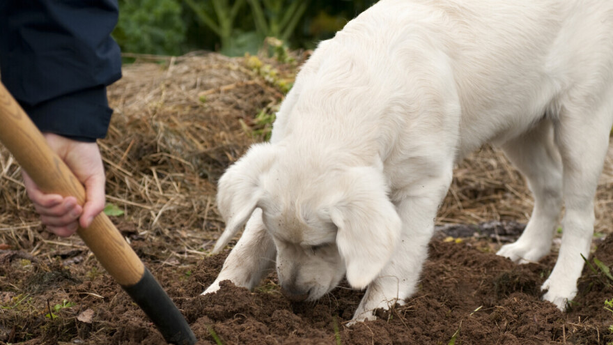 Psi umesto herbicida? Uspešno osete invazivne korove i do jednog metra dubine