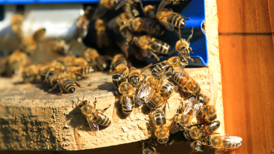 Zbog čega je Beograd raj za "divlje pčele"?