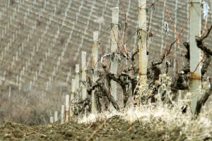 Prolećno đubrenje vinove loze - azot je potreban, ali ne preterujte