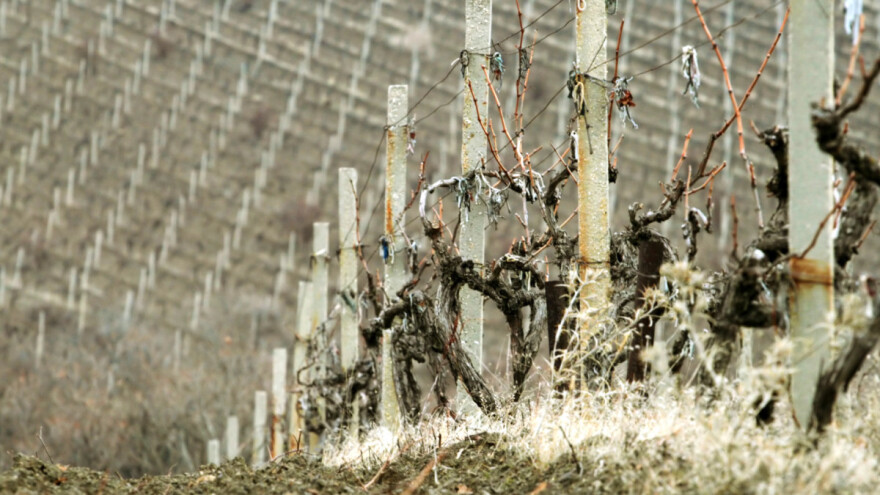 Proljetna gnojidba vinove loze - dušik je potreban, ali ne pretjerujte
