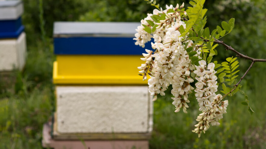 Bagrem izmrzao u zemljama u okruženju - očekuje se rast cene meda
