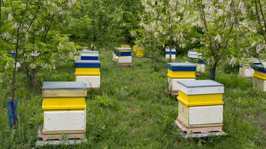 Šta se radi u pčelinjaku tokom maja?