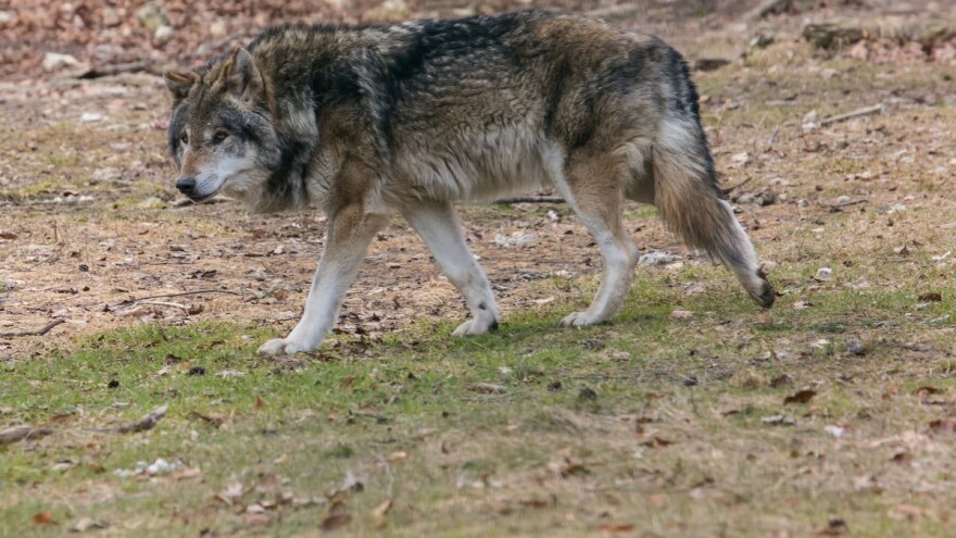 Isti užasan prizor kao lani, ali ovoga puta kod Unešića: Vuk obješen na prometni znak