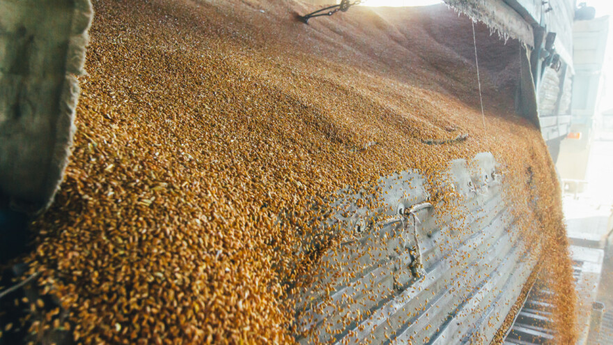 Nastavio se pad cena žitarica, porasla za uljanu repicu