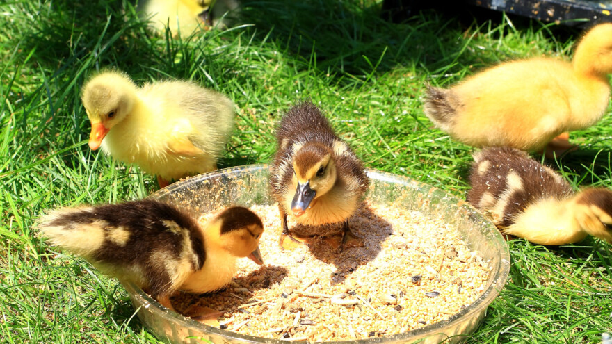 Na što paziti kod uzgoja pačića?