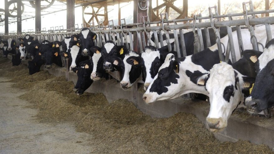 Stižu krave koje manje podriguju metan