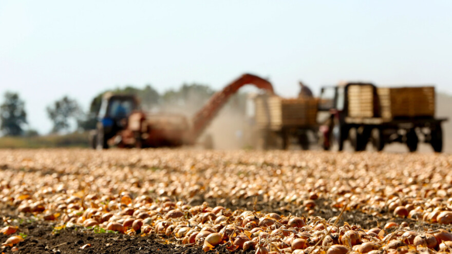Tržište luka: U Kini lošiji kvalitet u odnosu na ostale zemlje? Šta kupci traže?