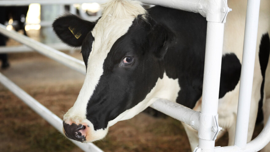 Tjelesna kondicija krava utiče na proizvodnju mlijeka, telenje i druge aktivnosti