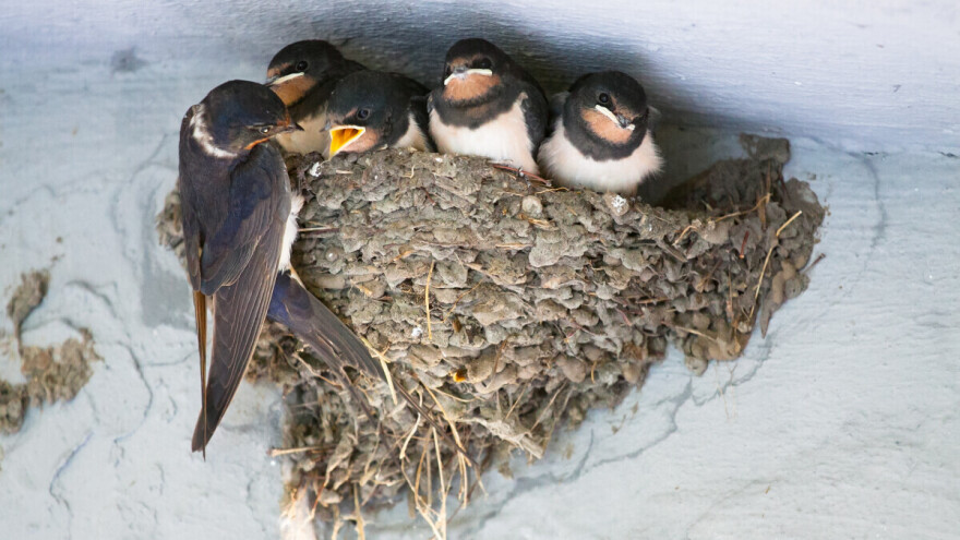 Lastavica: Donosi lijepe vijesti, olakšava porod, uvećava imovinu