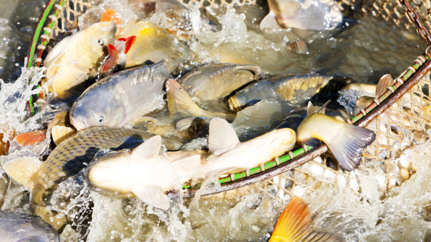 Četvorica pokušala ukrasti ribu s ribnjaka - slijedi kaznena prijava