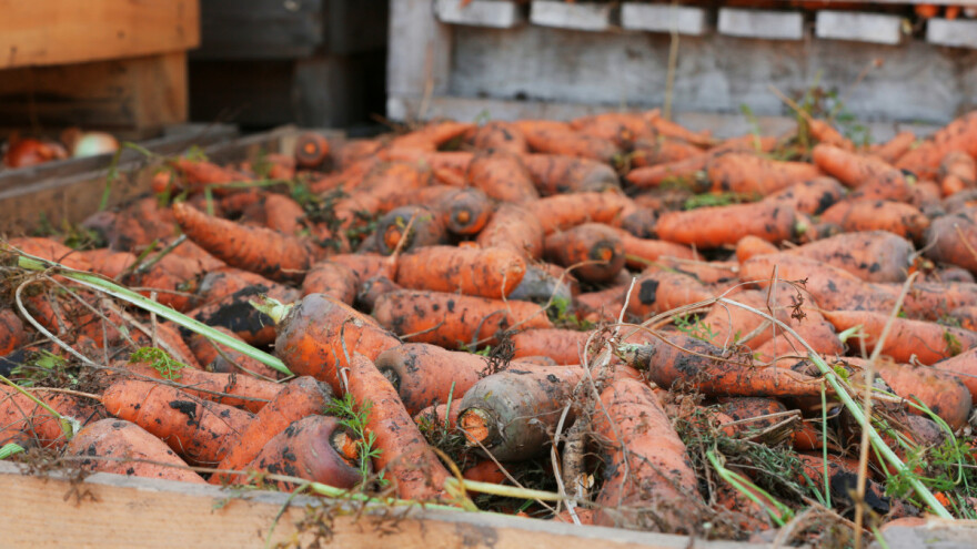 Kako čuvati šargarepu tokom zime?