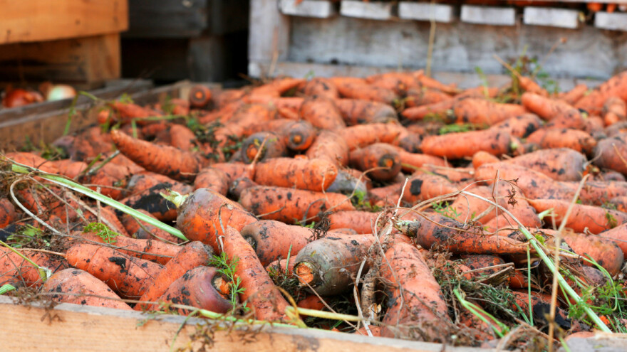 Uzgoj mrkve u Hrvatskoj - tko su TOP 10 proizvođača?