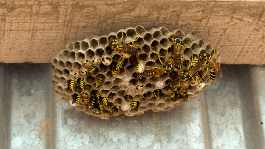 Spaljivao osinje gnijezdo u voćnjaku - izazvao požar
