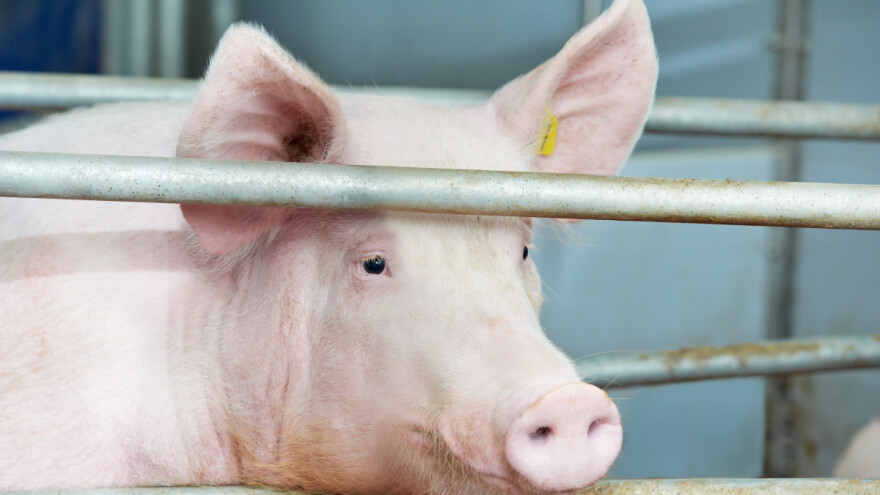 Afrička svinjska kuga potvrđena na području Osječko-baranjske županije