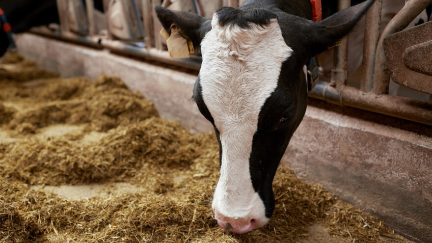 Osigurana dodatna 621 tona stočne hrane za područja pogođena potresom