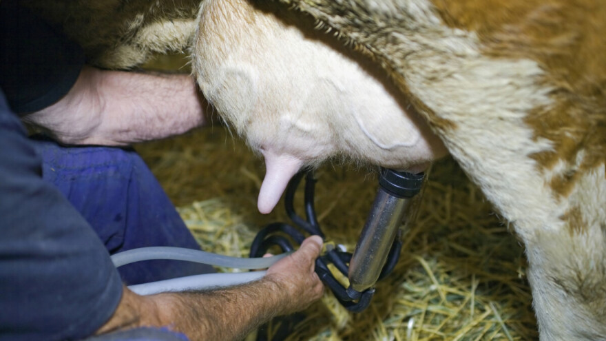 Faktori koji utiču na masnoću mleka i uzimanje uzoraka za analizu