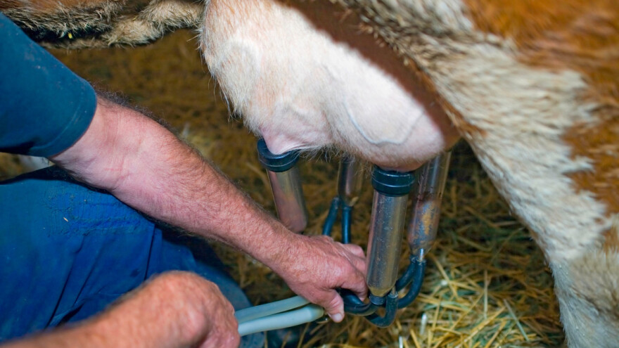 Šta kaže Udruženje mljekara na postojeću situaciju?