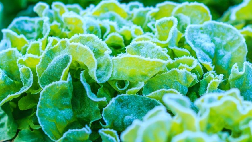 Prvi mraz: Koje povrće nije osjetljivo, a u kojem slučaju ga zaštititi?