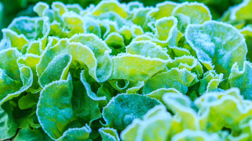 Kako zaštititi biljke od ranih mrazeva?