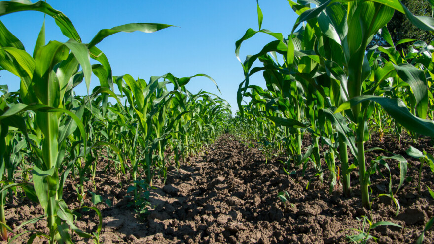 Mikrogranule Umostart u kontaktu sa sjemenom dale tonu/ha više suhog zrna!