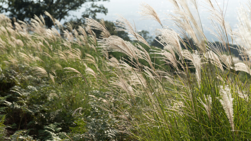 Kako se uzgaja miskantus - energetska trska?