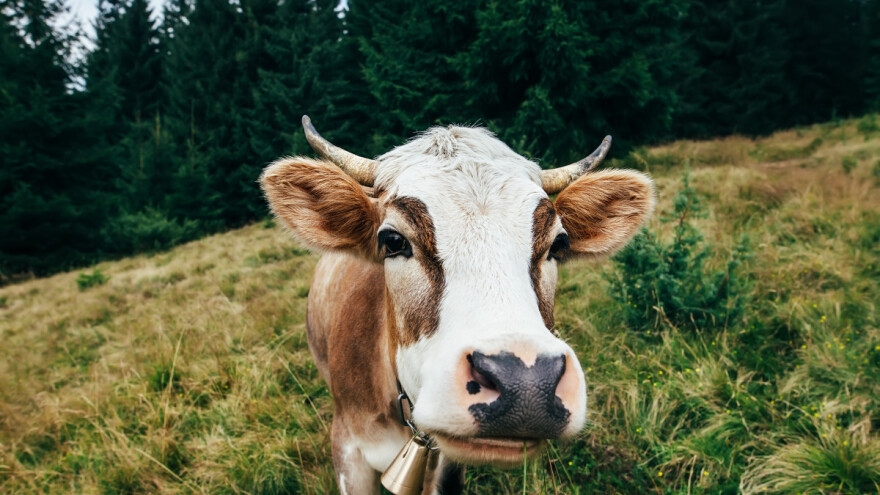 Odbjegle junice: Četiri ustrijeljene, dvije se Tomislav još nada spasiti