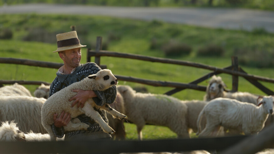 Zbog zabrane izvoza janjadi, 80 posto rumunjskih uzgajivača moglo bi bankrotirati?