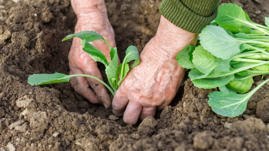 Uzgoj kupusa u plasteniku - uvjeti, rokovi i kultivari