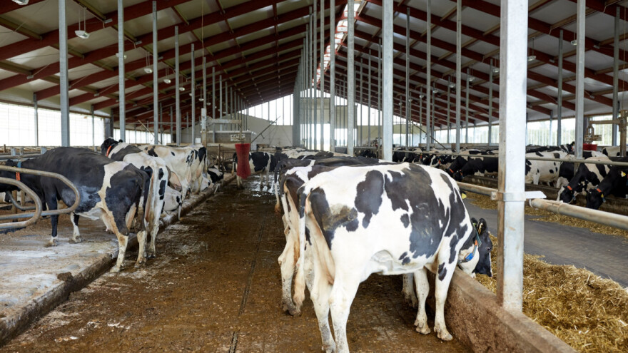 Kako ublažiti posljedice toplinskog stresa na farmama?