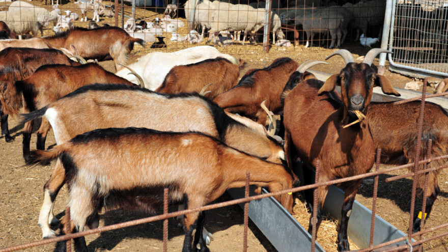 Spasili stoku od erupcije vulkana - sada prate njihovo ponašanje