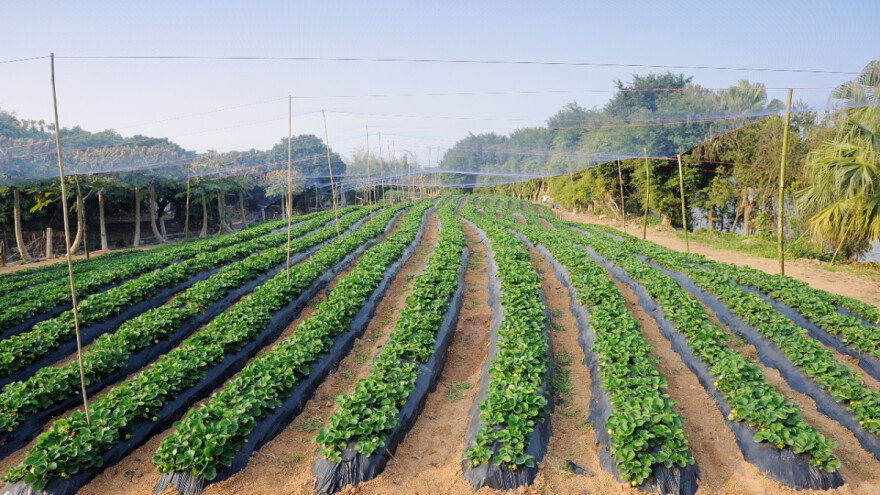 "Fotonski nos" za prepoznavanje štetočina na usevima