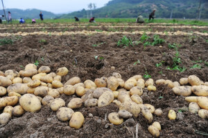 Rekordan izvoz ukrajinskog krompira - zašto je tako jeftin završio u Moldaviji?