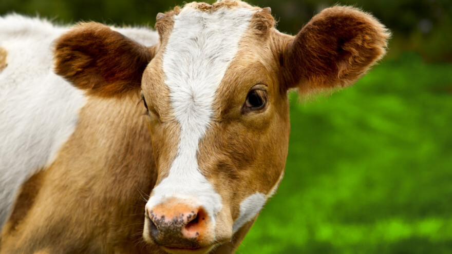 Zbog posljedica zaraze bedrenicom po grlu stoke 73,24 eura pomoći