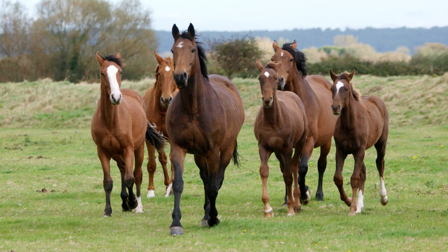 Ko ima najviše konja na svetu? Bivša Juga nekada bila među prvih 15 zemalja