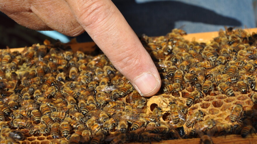 Otkriveno da pčelinji otrov uništava ćelije raka dojke