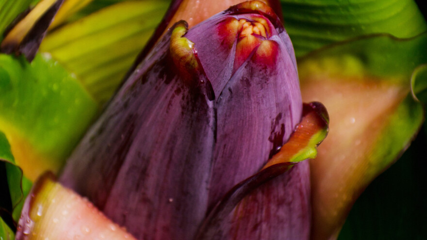 Procvjetala hercegovačka banana i donijela prve plodove