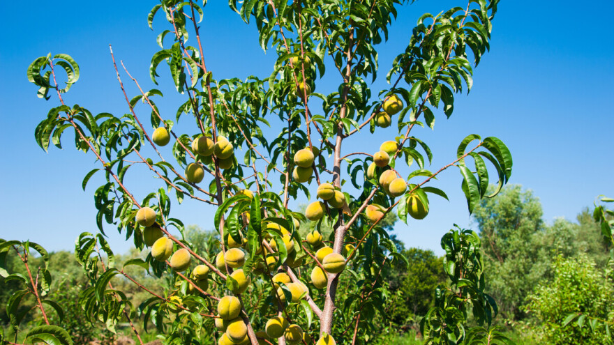 Folijarnom prihranom brže i lakše opskrbite voćke hranjivim tvarima