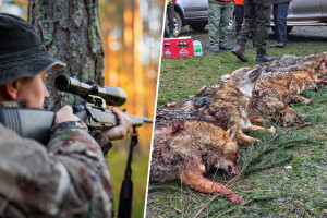 "Šakalijada" okupila 700 lovaca u lovu na šakale