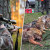 "Šakalijada" okupila 700 lovaca u lovu na šakale